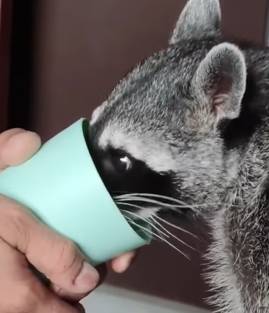 T0111019 Man rescues trapped raccoon and then animals animalsoftiktok part2