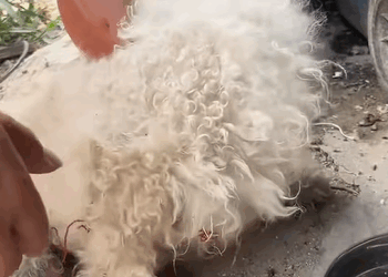 T0111029 Rescue puppy with injured legs that was abandoned in the garbage part2