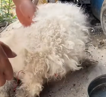 T0111029 Rescue puppy with injured legs that was abandoned in the garbage part2