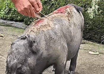 T0111016 Rescue Animals ❤#animalrescue#rescuecat#rescuedog