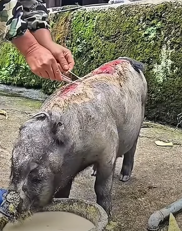 T0111016 Rescue Animals ❤#animalrescue#rescuecat#rescuedog