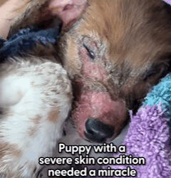 T2710008 His adorable smile when he feels better We talked to Madison about saying yes to fostering dog who everyone else thought was out of chances and how he ult part2