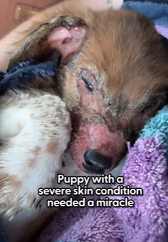 T2710008 His adorable smile when he feels better We talked to Madison about saying yes to fostering dog who everyone else thought was out of chances and how he ult part2