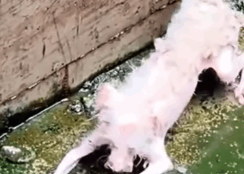 T2710001 Abandoned Bichon Frise Found Shaking in Pool Emotional Rescue part2