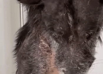 T2710003 Dog Who Looked Like Lion Adopts Real Bear Cubs part2