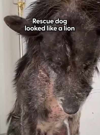 T2710003 Dog Who Looked Like Lion Adopts Real Bear Cubs part2