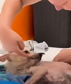 T2710002 Dog Found In Forest Completely Transforms part2