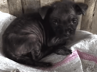 T2710026 Wait until he starts feeling better and learns how to use his little voice part2