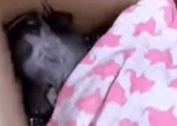 T0111070 Found love on the street part2