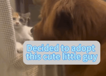 T0111041 Feralcat catlove foryou tiktok part2