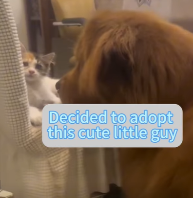 T0111041 Feralcat catlove foryou tiktok part2