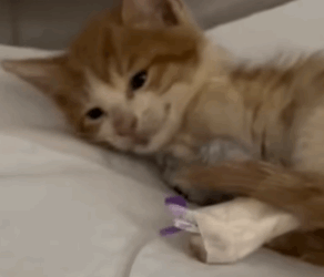 T0111088 She rescued a kitten on the brink of death and then rescue kitten part2