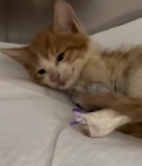 T0111088 She rescued a kitten on the brink of death and then rescue kitten part2