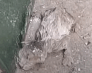 T0111062 cat catsoftiktok poorcat part2