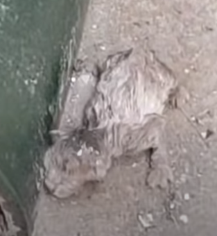 T0111062 cat catsoftiktok poorcat part2