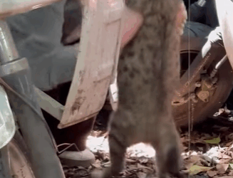 T0111044 God bless hope these kittens can be healthy kitten kittensoftiktok part2