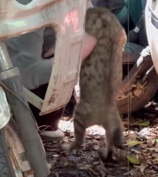 T0111044 God bless hope these kittens can be healthy kitten kittensoftiktok part2