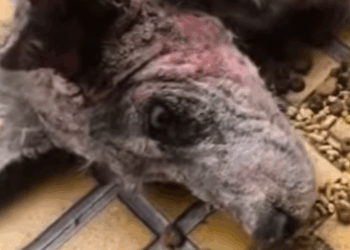 T0111057 dog dogsoftiktok poordog part2