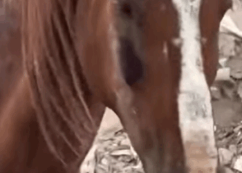 T0111083 Rescued. Reborned part2