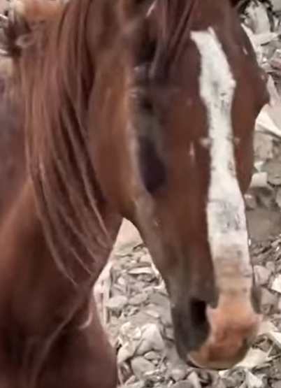 T0111083 Rescued. Reborned part2