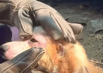 T0111068 dog dogsoftiktok poordog part2