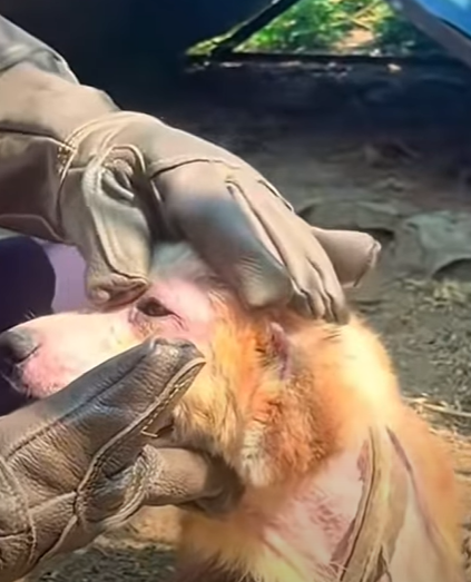 T0111068 dog dogsoftiktok poordog part2