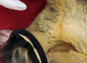 T0111047 Man rescued poor possum trapped in soccer net and then animal part2