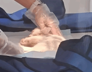 T0111078 Rescued a kitten that fell from up high and then rescue kitten fyp part2