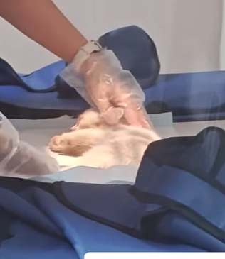 T0111078 Rescued a kitten that fell from up high and then rescue kitten fyp part2