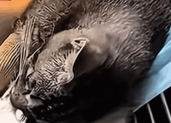 T0111061 cat catsoftiktok poorcat part2