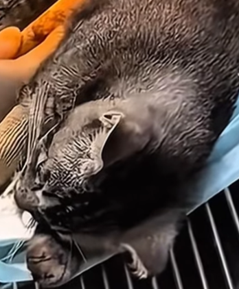 T0111061 cat catsoftiktok poorcat part2