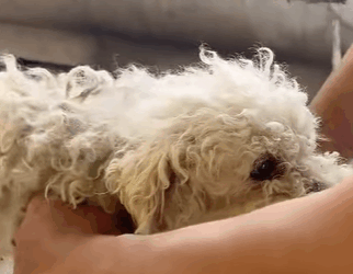 T0111048 man rescued puppy that had been abandoned in trash part2