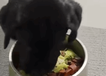 T0111046 Man rescued drowning puppy and took it home to care animals animal part2