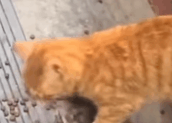 T0111064 cat catsoftiktok poorcat rescuecat part2