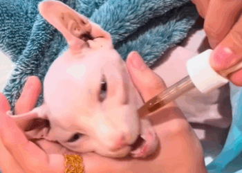 T0111080 rescued an abandoned skin and bones part2