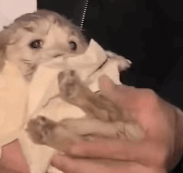 T0111045 Help me The poor little dog asked the passer by for help part2