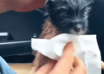T0111081 Rescued newborn puppy on rainy day part2