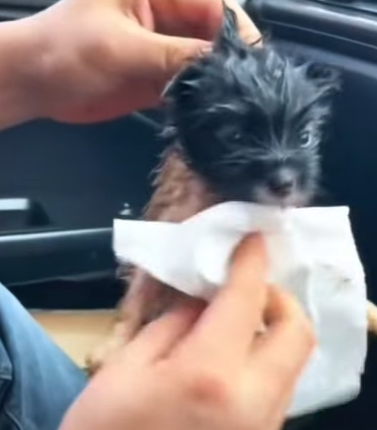 T0111081 Rescued newborn puppy on rainy day part2