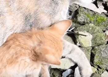 T0111040 family tiktok animal animalsoftiktok rescue animalrescue fyp part2