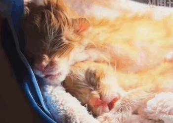 T0111072 I found two newly born kittens part2