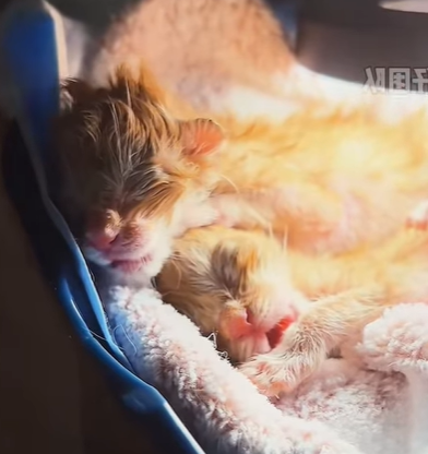 T0111072 I found two newly born kittens part2