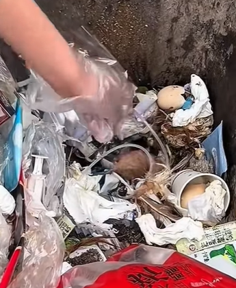 T0111065 cat catsoftiktok rescuecat poorcat part2