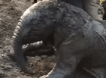 T0111082 Rescued, not forgotten part2