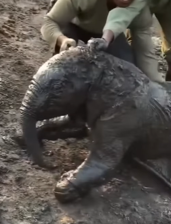 T0111082 Rescued, not forgotten part2