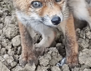 T0111043 Girl rescues baby fox and then animals animalsoftiktok animallove part2