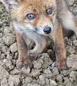 T0111043 Girl rescues baby fox and then animals animalsoftiktok animallove part2