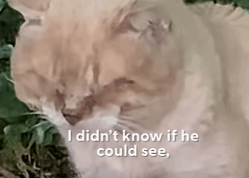 T0111089 Stray Cat Left Behind When Family Moved Gets Rescued 6 Years Later part2