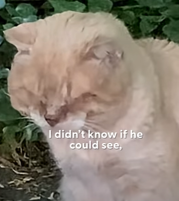 T0111089 Stray Cat Left Behind When Family Moved Gets Rescued 6 Years Later part2