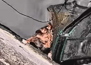 T0111063 cat catsoftiktok poorcat part2