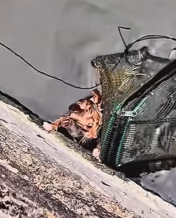 T0111063 cat catsoftiktok poorcat part2